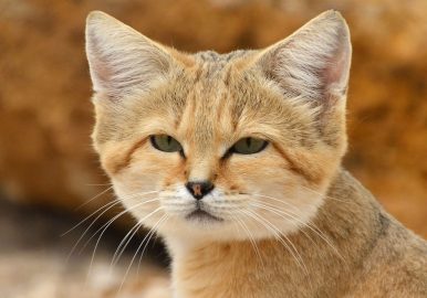 1200px-chat_des_sables_felis_margarita