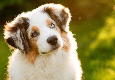 Common-dog-behaviors-explained