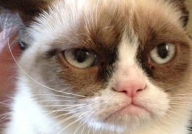 grumpy-cat
