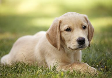 Retriever Puppy Dog on Grass